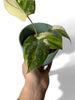 Philodendron gloriosum tricolor