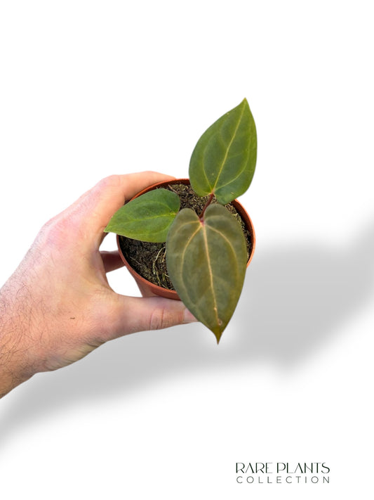 Anthurium Dark Mama x Ace of Spades