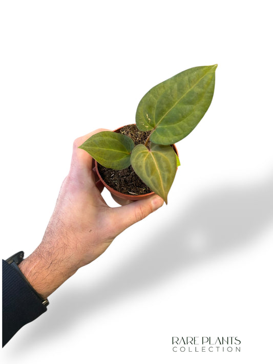 Anthurium Dark Mama x Ace of Spades