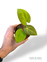 Anthurium Dark Mama x Ace of Spades