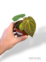 Anthurium Dark Mama x Ace of Spades