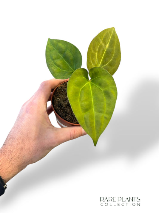 Anthurium King of Spades x (Forgetii x Goliath)