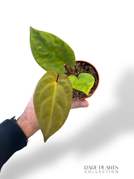 Anthurium King of Spades x (Forgetii x Goliath)