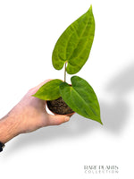 Anthurium King of Spades x (Forgetii x Goliath)