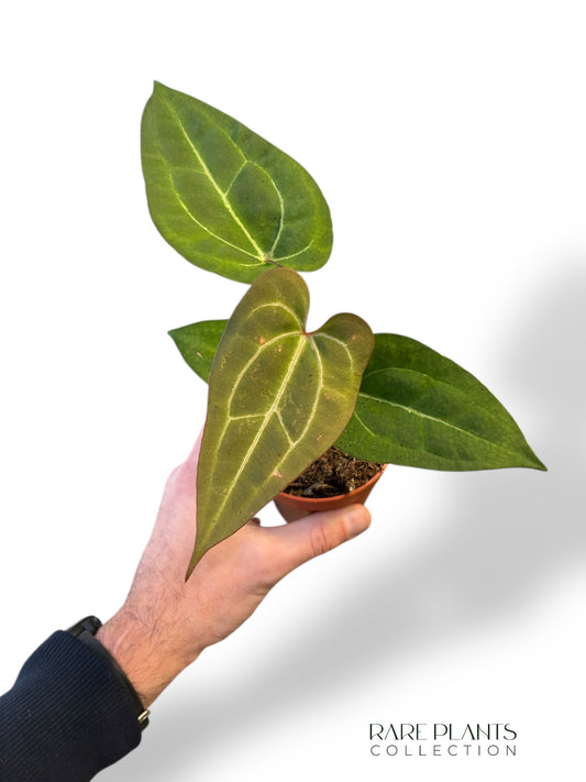 Anthurium Goliath x Blood Queen