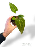 Anthurium Goliath x Blood Queen