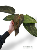 Anthurium DocBlock ® Dark and Handsome x Red Velvet Cake