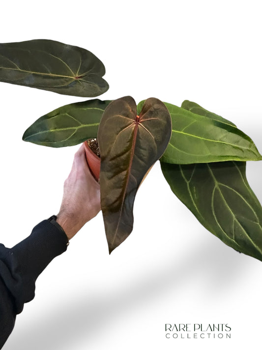 Anthurium DocBlock ® Dark and Handsome x Red Velvet Cake