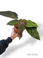 Anthurium DocBlock ® Dark and Handsome x Red Velvet Cake