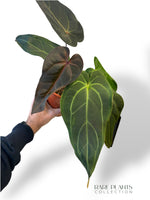 Anthurium DocBlock ® Dark and Handsome x Red Velvet Cake