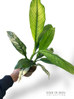 Spathiphyllum Sensation Variegata