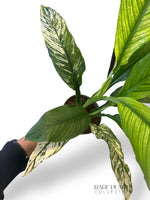 Spathiphyllum Sensation Variegata