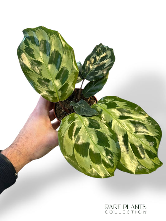 Calathea Kennedy