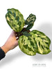 Calathea Kennedy