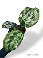 Calathea Kennedy