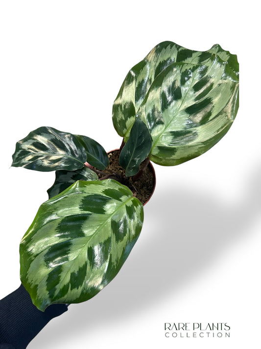 Calathea Kennedy