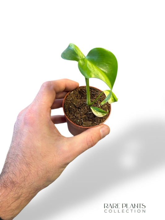 Monstera Grün auf Grün