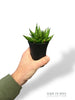 Sansevieria Cylindrica Dwarf Boncel