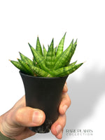 Sansevieria Cylindrica Dwarf Boncel