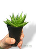 Sansevieria Cylindrica Dwarf Boncel