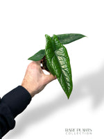 Alocasia Scalprum