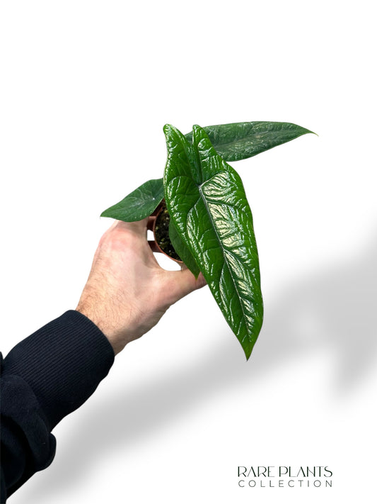 Alocasia Scalprum