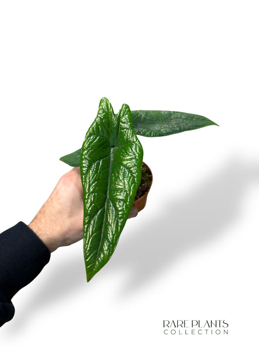 Alocasia Scalprum
