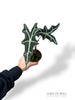 Alocasia Nobilis