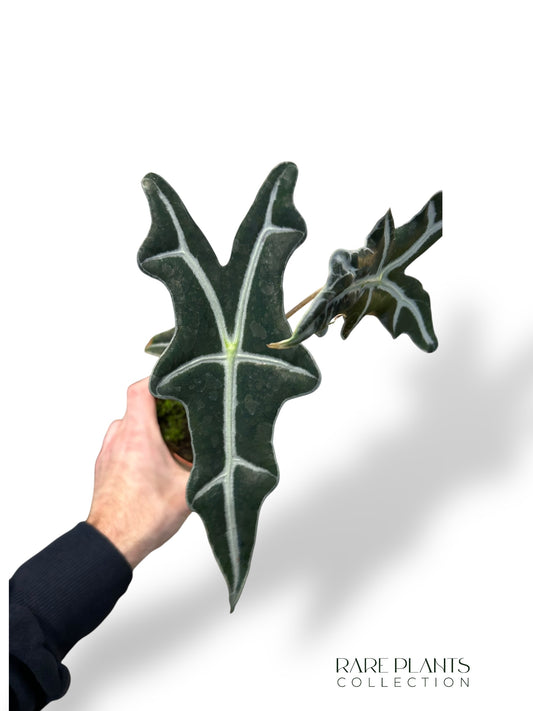 Alocasia Nobilis