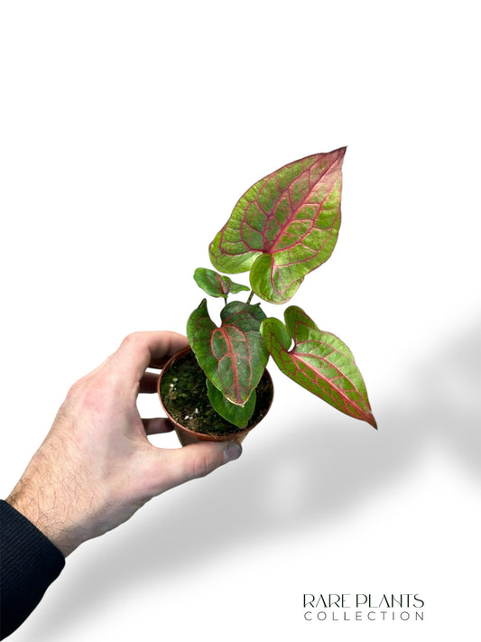 Cyrtosperma Johnstonii