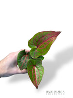 Cyrtosperma Johnstonii