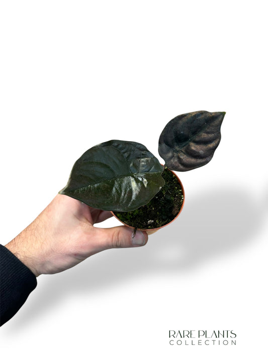 Alocasia Infernalis Black Magic