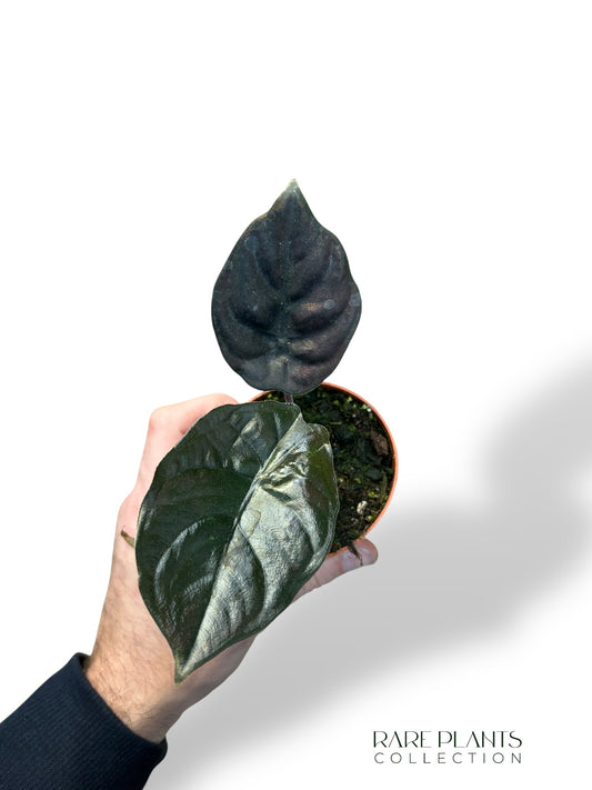 Alocasia Infernalis Black Magic
