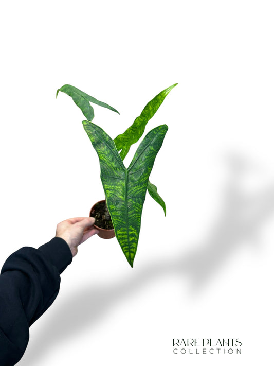 Alocasia Reticulata