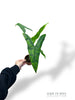 Alocasia Reticulata