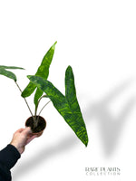 Alocasia Reticulata