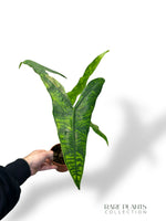 Alocasia Reticulata