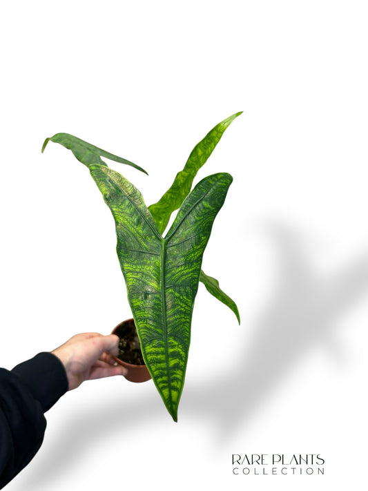 Alocasia Reticulata