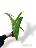 Alocasia Reticulata