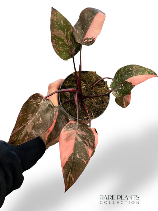 Philodendron Pink Princess Galaxy
