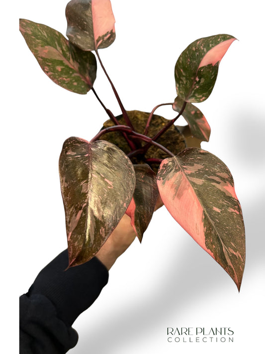 Philodendron Pink Princess Galaxy