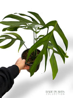 Monstera Croatii