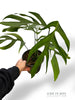 Monstera Croatii