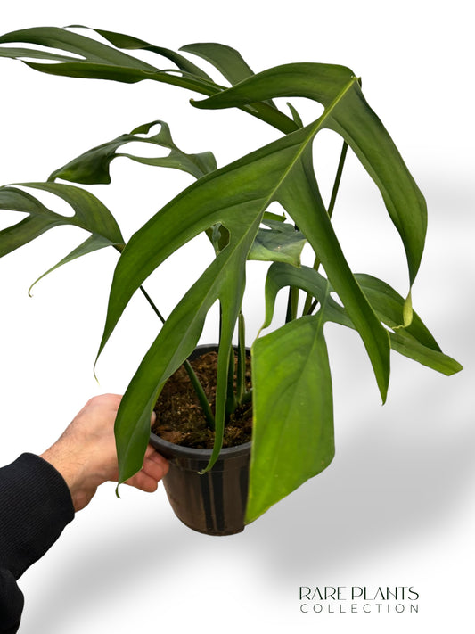 Monstera Croatii