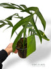 Monstera Croatii
