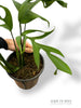 Monstera Croatii