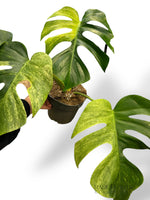 Monstera Dschungelminze