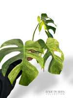 Monstera Dschungelminze