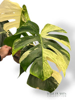 Monstera Dschungelminze