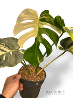 Monstera Dschungelminze
